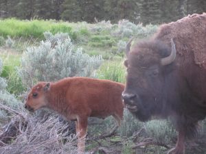Buffalo-and-calf-with-sagebrush