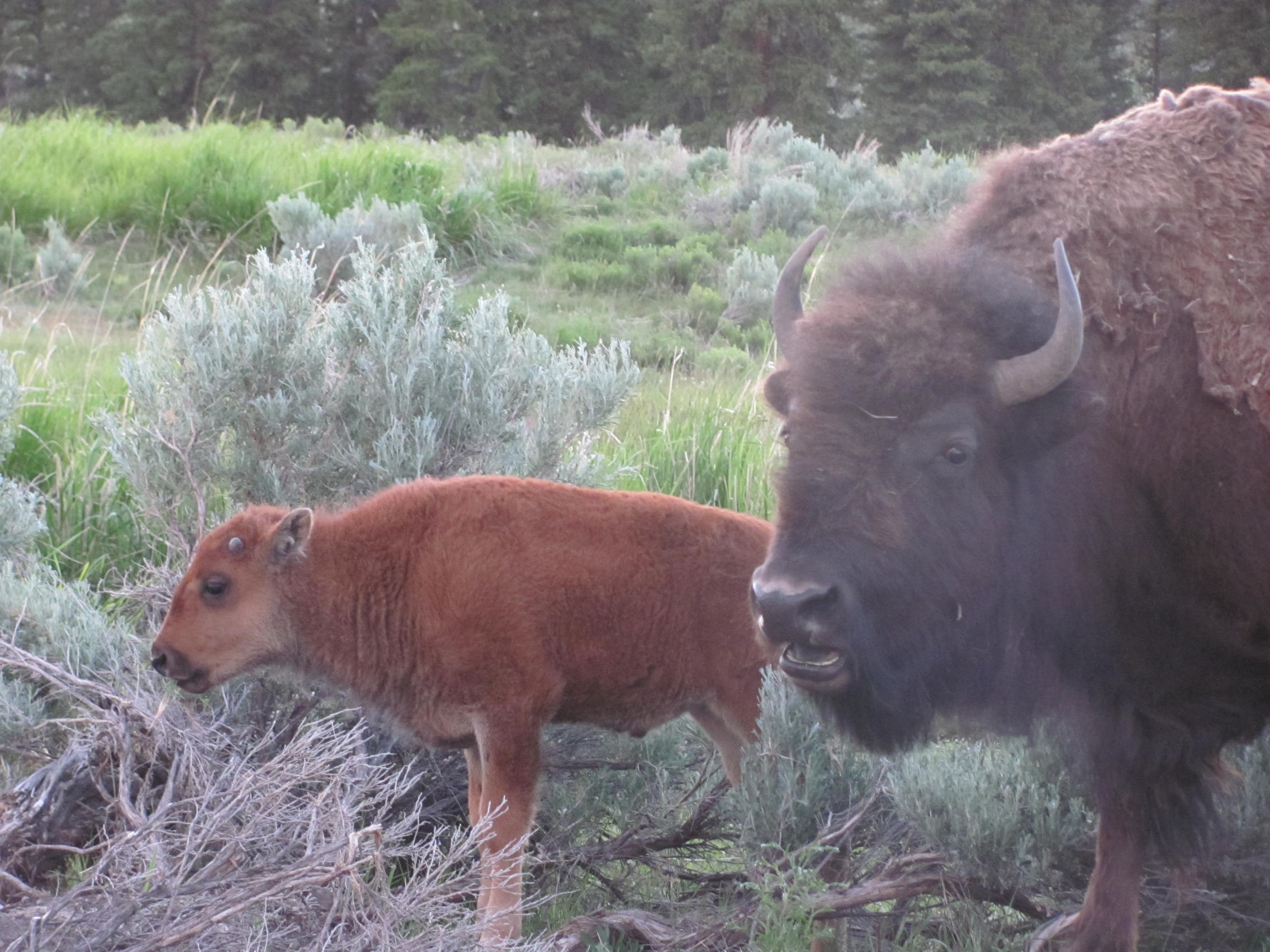 Buffalo-and-calf-with-sagebrush