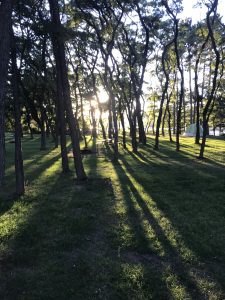 Sun shining through the trees; long shadows